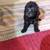 Mini poodle 2 thumbnail