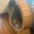Like-New Cat Exercise Wheel – Wooden Treadmill for Indoor Cats 1 thumbnail