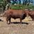 2 yr old Red Devon bull for Rent 1 thumbnail