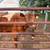 Mid size cow 3 thumbnail