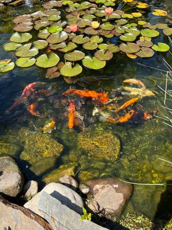 Free Pond Fish (Goldfish & Brown Carp Hybrids) – NOT KOI (Charlotte)63927795206146122