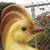 Bird TV Lamp Mid Century Modern #838 Maddux of California 6 thumbnail
