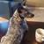 Female Blue Heeler Missing 5 thumbnail