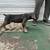 Italian Mastiff 4 thumbnail