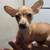 Chihuahua male de 5 meses 1 thumbnail