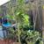 Fruit trees all kinds and sizes landscape bushes plants 5 thumbnail