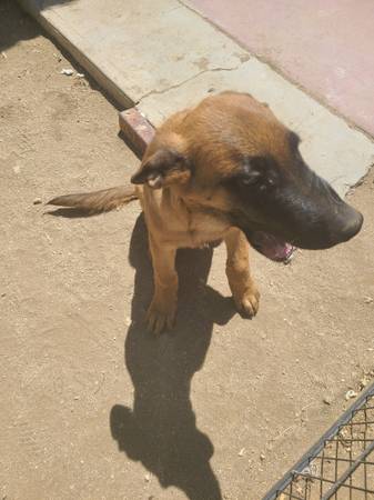 Pastor Alemán Pura Raza Hembra en Adopción (Yucca Valley)63469661189249122