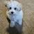 6mo Maltipoo 10 thumbnail