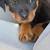 ROTTWEILER PUPPY 3 thumbnail