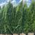 Emerald Green Arborvitae’s For Sale Free Delivery 3 thumbnail