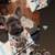 Male french bulldog (shaq) 2 thumbnail