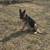 Free Rehoming of our Dogs 2 thumbnail