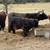 6 month old Scottish highland heifers 5 thumbnail