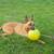 Rehoming German Shepherd Mix 2 thumbnail