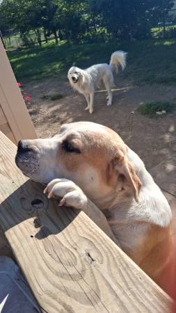 Dog and puppy 1