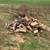 Firewood 4 thumbnail