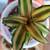 Cryptanthus bivittatus - Earth Star - Terrestrial Bromeliad - 3 Cultiv 6 thumbnail