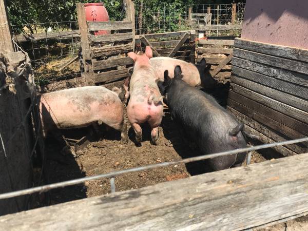 Pigs - butchering pigs 1