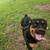 Adolescent rottweiler 2 thumbnail
