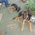 AKC German Shepherd puppy 1 thumbnail