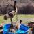 Two Emu's 1 thumbnail