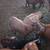 Nigerian Dwarf does, kune kune gilt and boar and anatolian shepherd ma 3 thumbnail