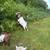Goat - Nigerian Dwarf - Breeding Buck 3 thumbnail