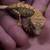 Crested Geckos 13 thumbnail