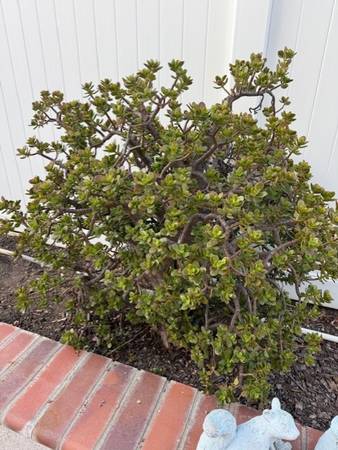 Mature plants for sale 1