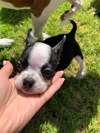 Boston Terrier Puppies (Los Angeles)