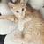 Orange 6 months old tabby girl 8 thumbnail