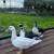 Ducks- Muscovy 1 thumbnail