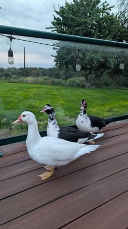 Ducks- Muscovy 1