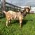 Kiko and kiko/boer cross goats 1 thumbnail