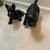 🐾 Set of 2 Vintage Dog Figurines – Scottish Terrier & Cairn Westie – 15 thumbnail
