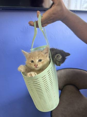 Cat, kitten (Richland)63896661856003120