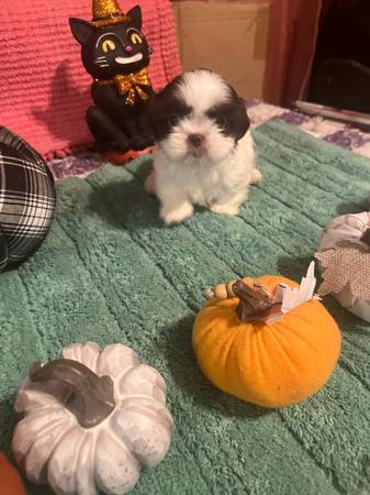 Hermosas crías de shih tzu (Sugarland)63859315303299121