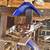Afghan pigeons/pigeons 12 thumbnail