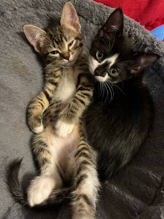 Fur babies (Lynnwood)63874560838275122