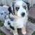 Mini Australian shepherd (Aussie puppies) 2 thumbnail