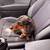 Dutch hound/weiner dog 4 thumbnail