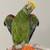 MISSING DYH AMAZON PARROT 4 thumbnail