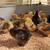 Purebred Bantan Cochin chicks 2 thumbnail