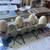 Chinese Goose – Perfect For Table Food or Pets! Each 16 thumbnail