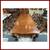 Baker Furniture Louis Xv Style Dining Chairs, Set Of 10 18 thumbnail