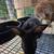 Bunnies! 7 thumbnail