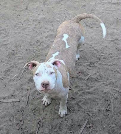 American bully (Pearson)63978327325571122