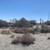 5 acres flat land in Phelan lease or sale *Grow *Bees 1 thumbnail
