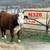 Registered Polled Hereford Bulls 6 thumbnail
