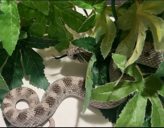 Axanthic Anaconda het albino western hognose (Elberfeld)64147995798785124